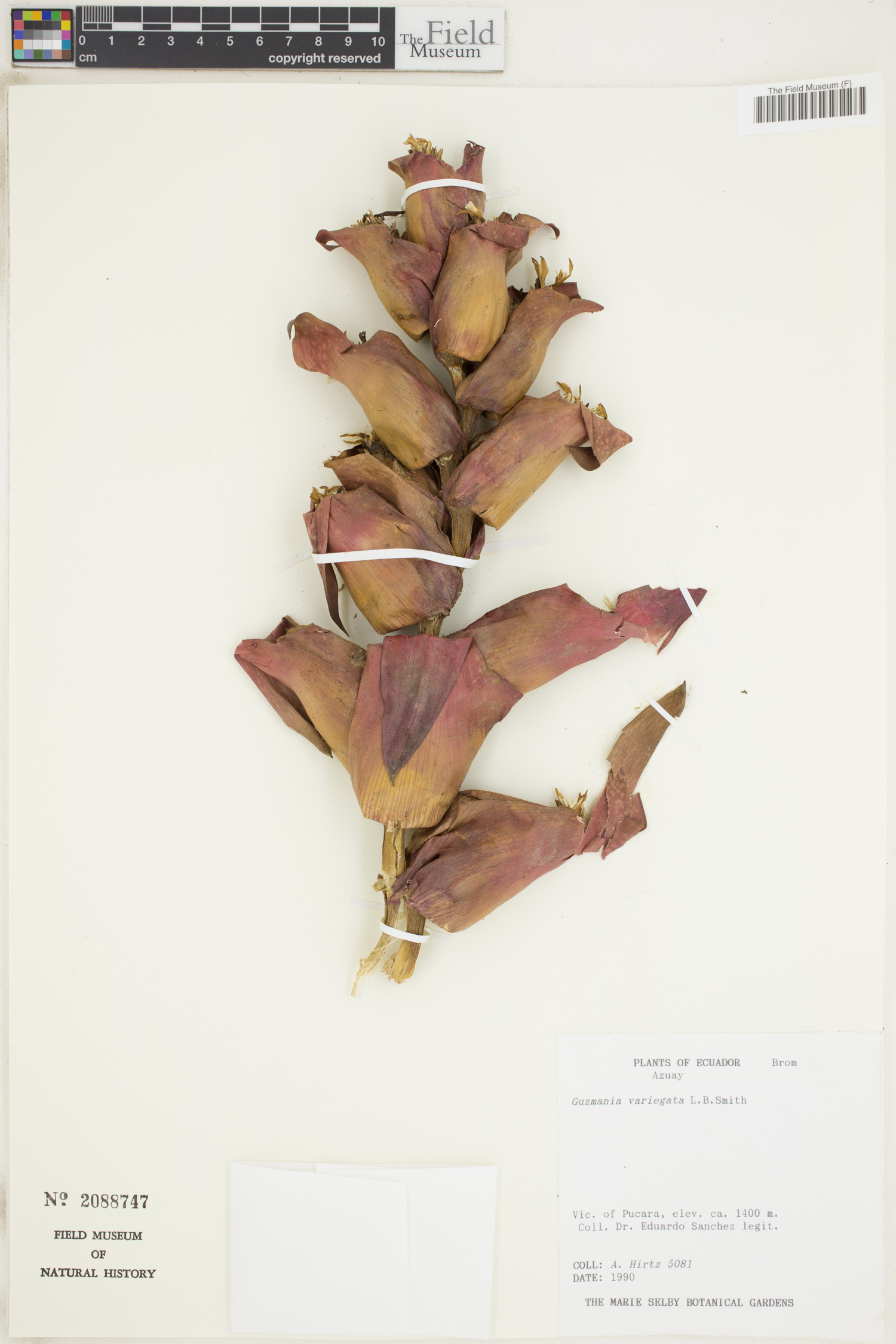 Guzmania variegata image