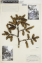 Hohenbergia salzmannii image