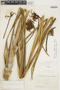 Pitcairnia dendroidea image