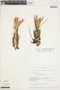 Pitcairnia heterophylla image