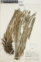 Pitcairnia integrifolia image