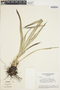 Pitcairnia lanuginosa image
