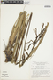 Pitcairnia lanuginosa image