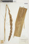 Pitcairnia maidifolia image