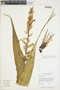 Pitcairnia maidifolia image