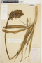Pitcairnia microcalyx image