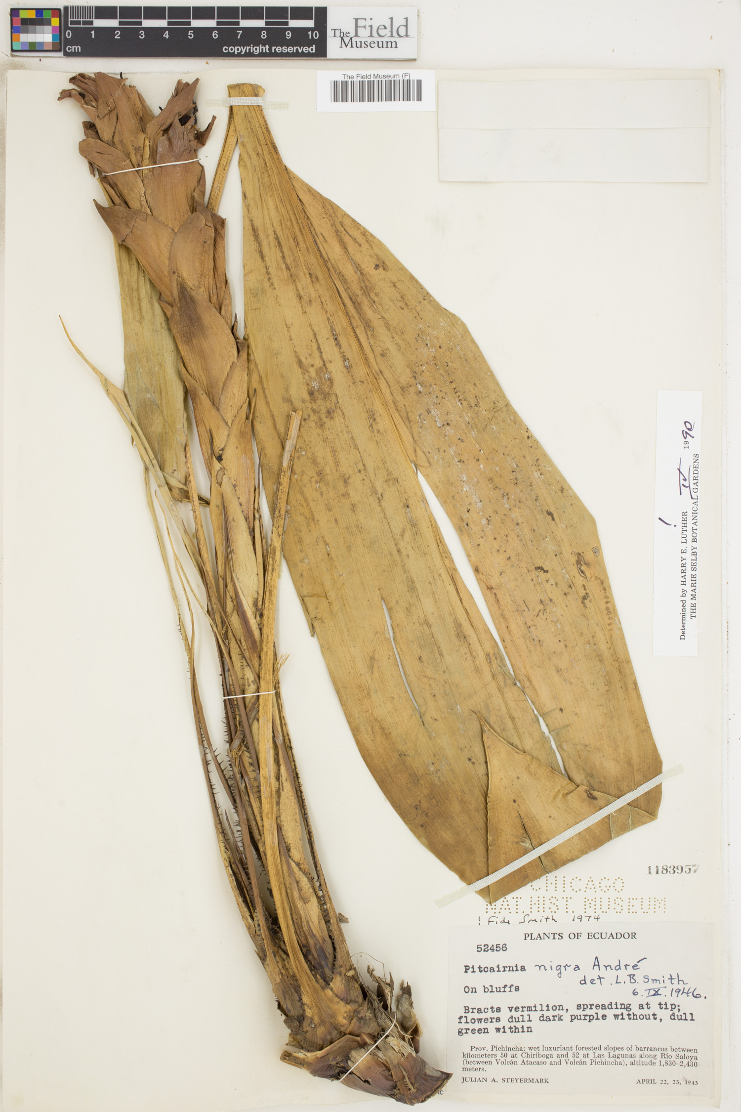 Pitcairnia nigra image