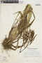 Pitcairnia nubigena image