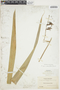 Pitcairnia paniculata image