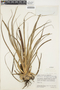 Pitcairnia patentiflora image