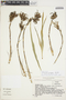 Pitcairnia pungens image