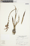 Pitcairnia pungens image