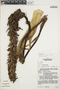 Pitcairnia sceptriformis image