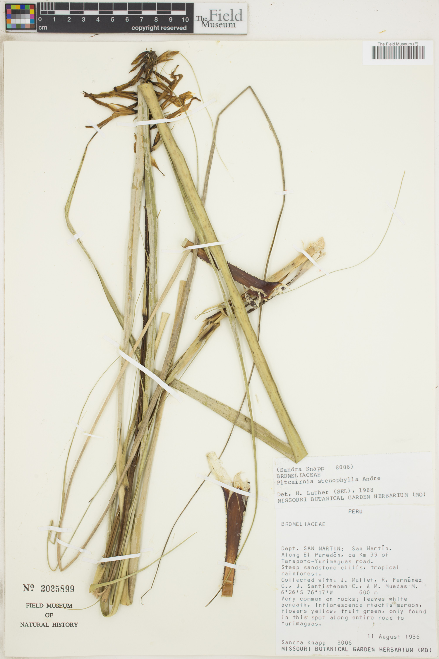 Pitcairnia stenophylla image