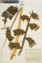 Puya bicolor image