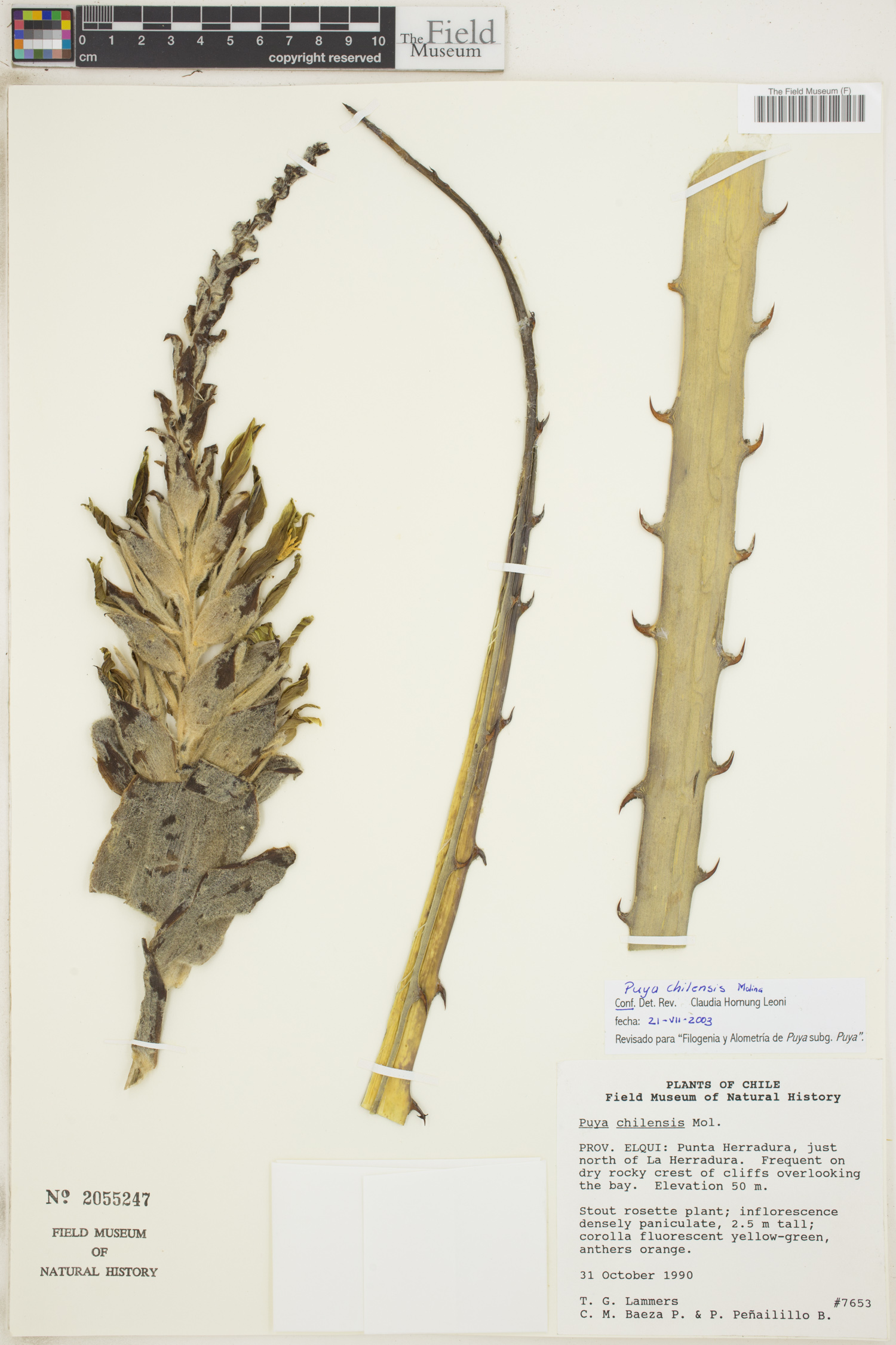 Puya chilensis image