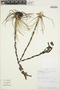 Puya robin-fosteri image
