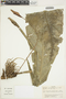 Anthurium crassinervium image