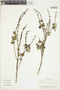 Salvia bogotensis image