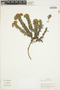 Monticalia ledifolia subsp. ledifolia image