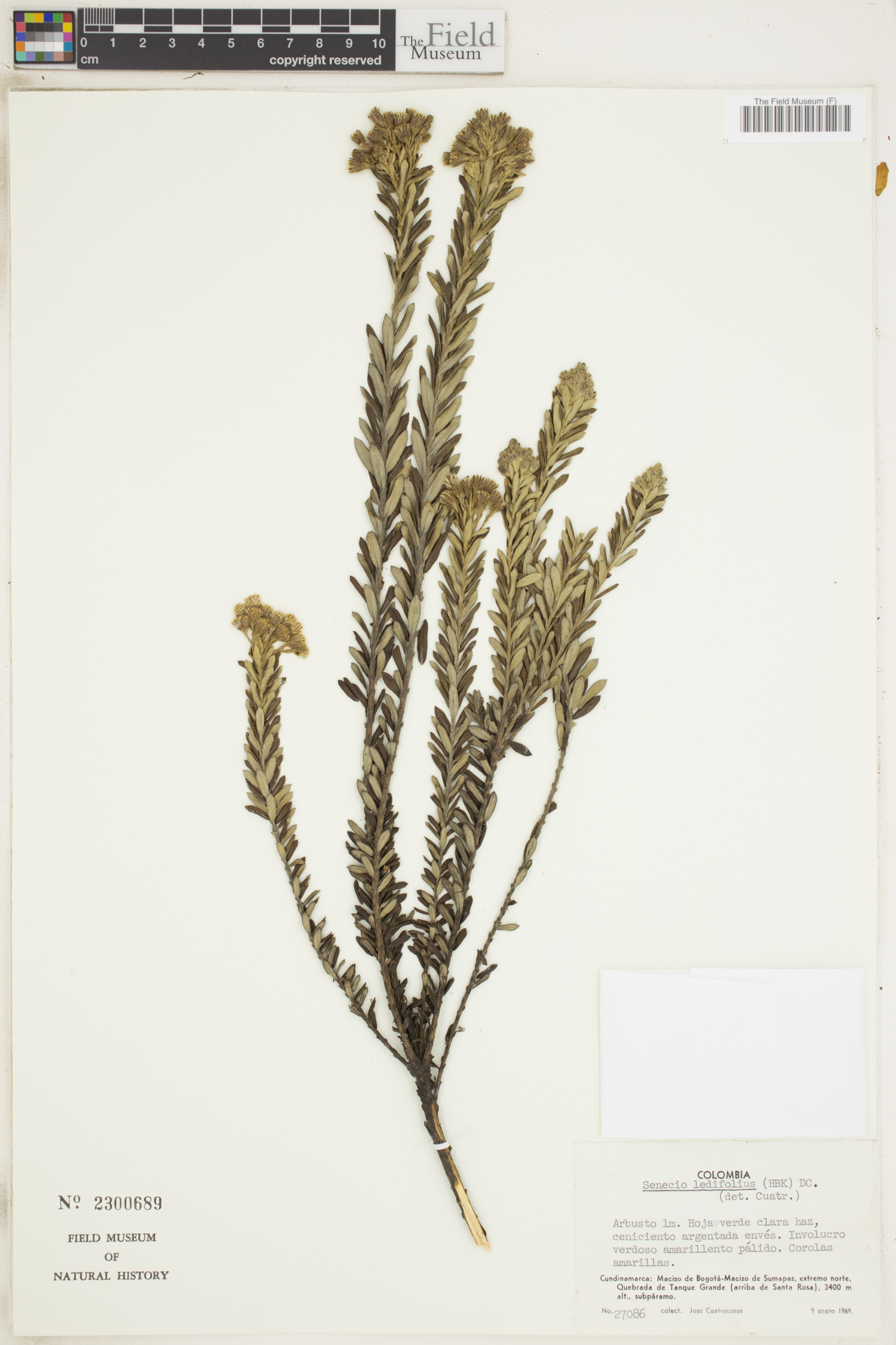 Monticalia ledifolia image