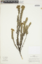 Monticalia ledifolia subsp. ledifolia image