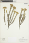 Monticalia ledifolia image