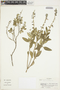 Salvia bogotensis image