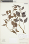 Blakea alternifolia image