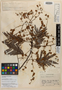 Acacia loretensis image