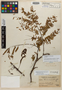 Acacia macbridei image