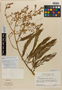 Senegalia tenuifolia var. producta image