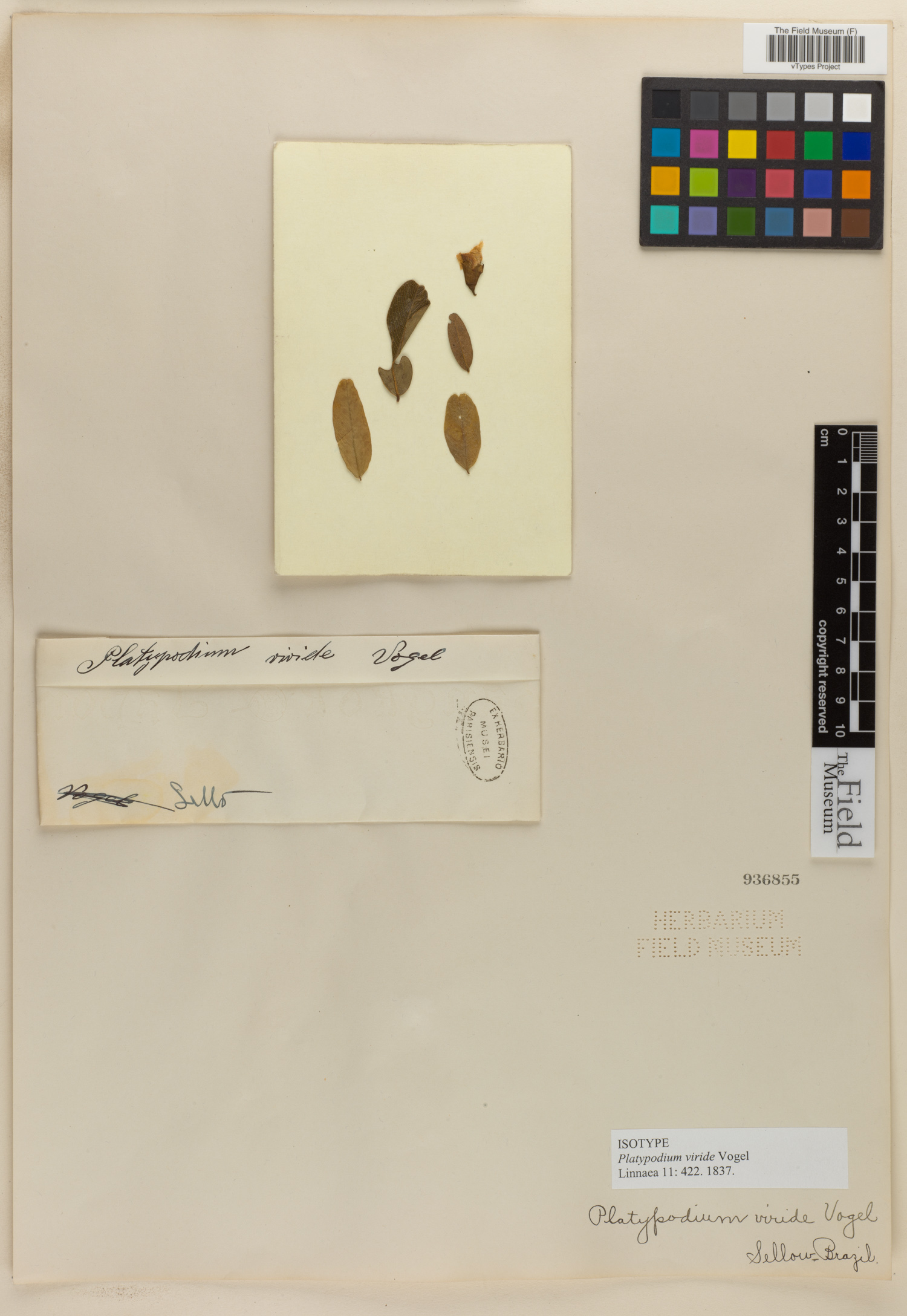 Platypodium viride image