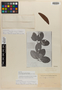 Amphilophium granulosum image
