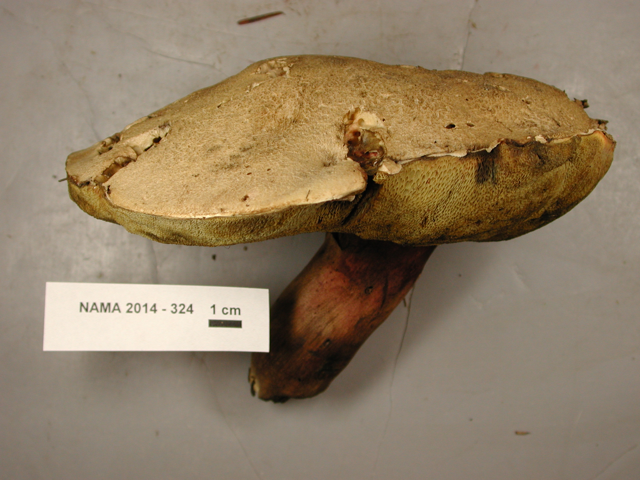 Caloboletus rubripes