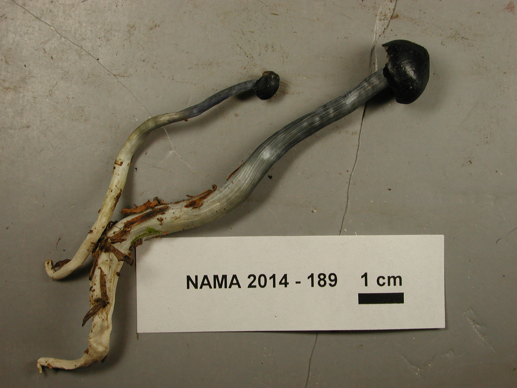 Entocybe nitida
