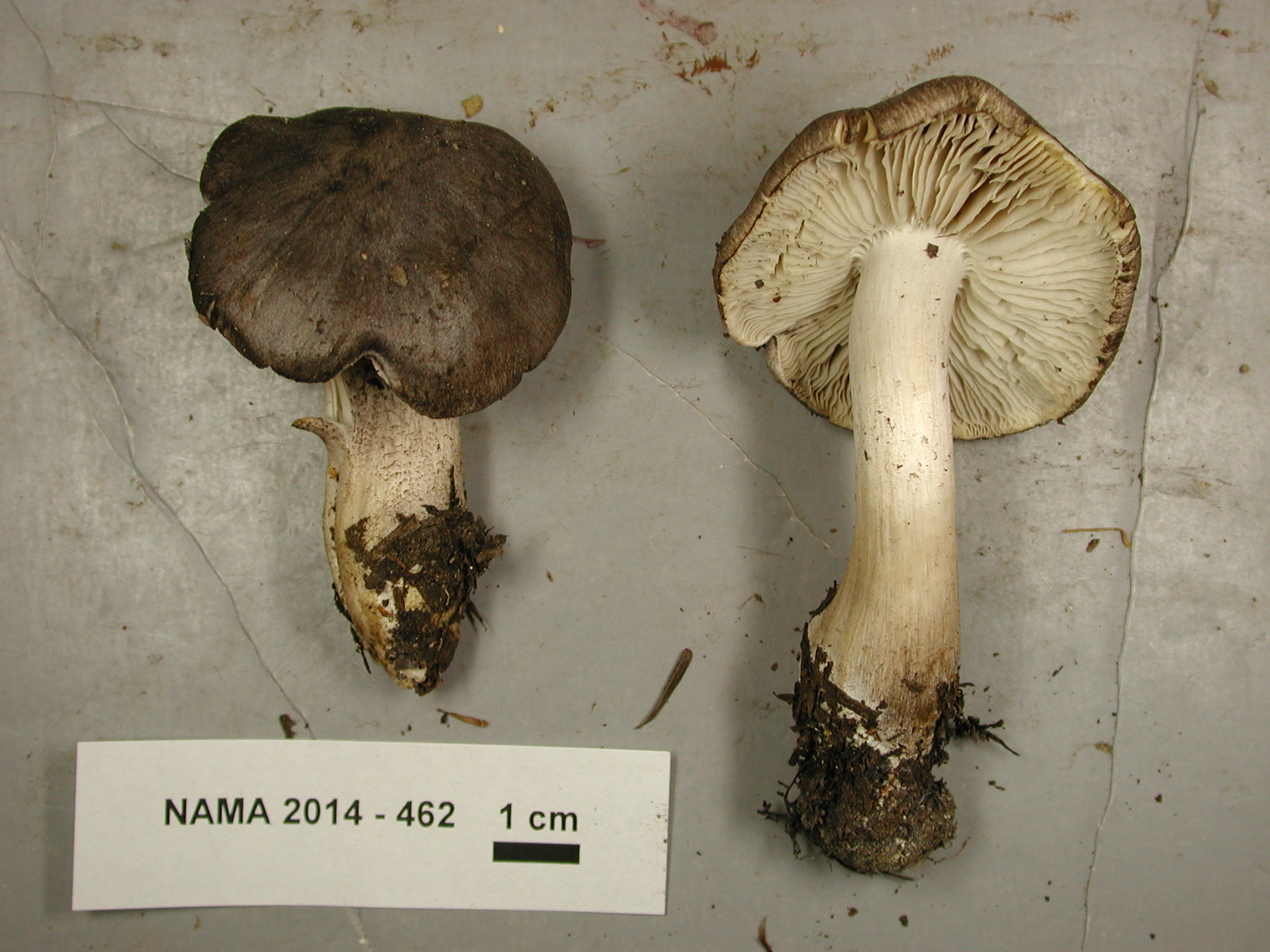 Tricholoma nigrum thumbnail