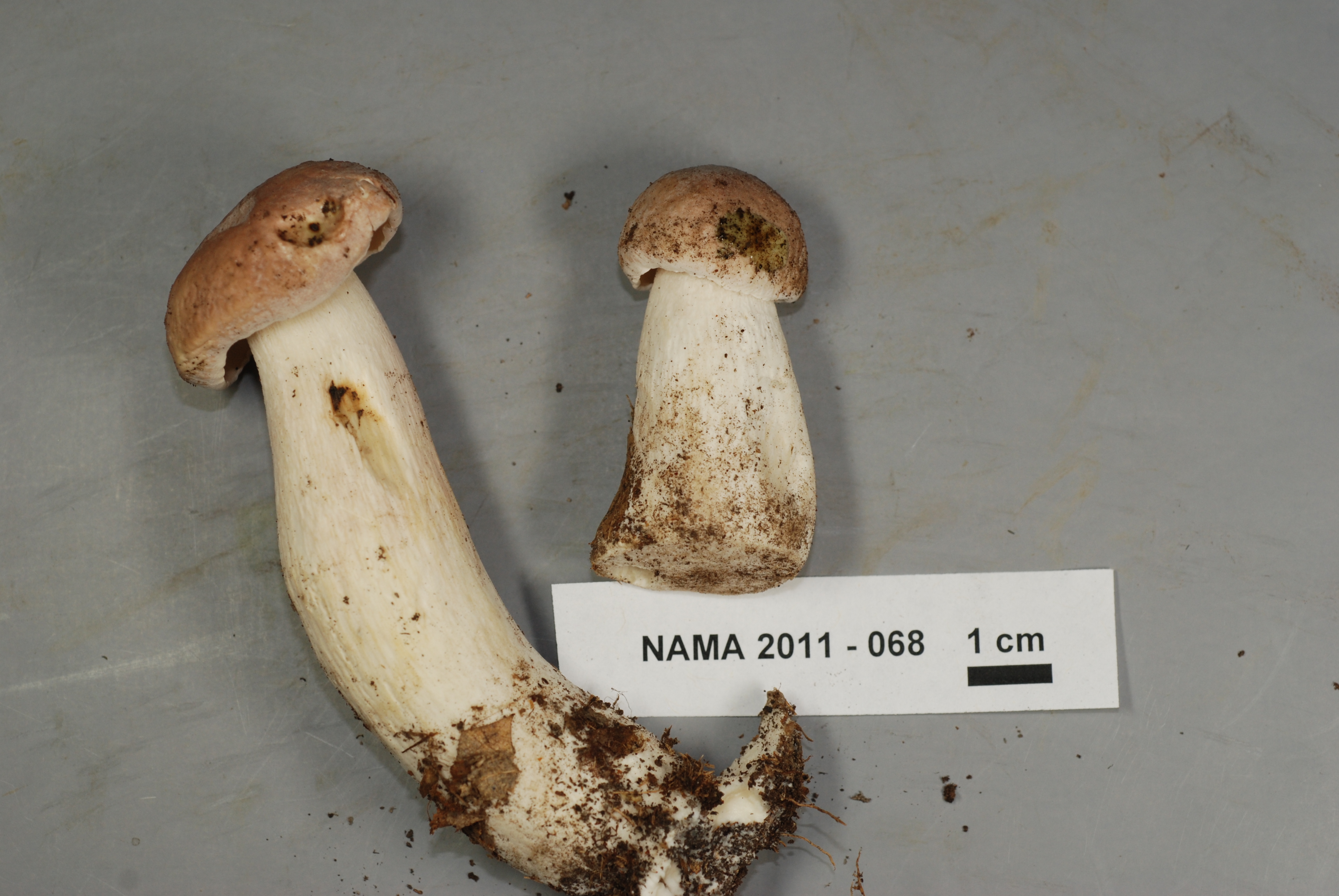 Xanthoconium separans