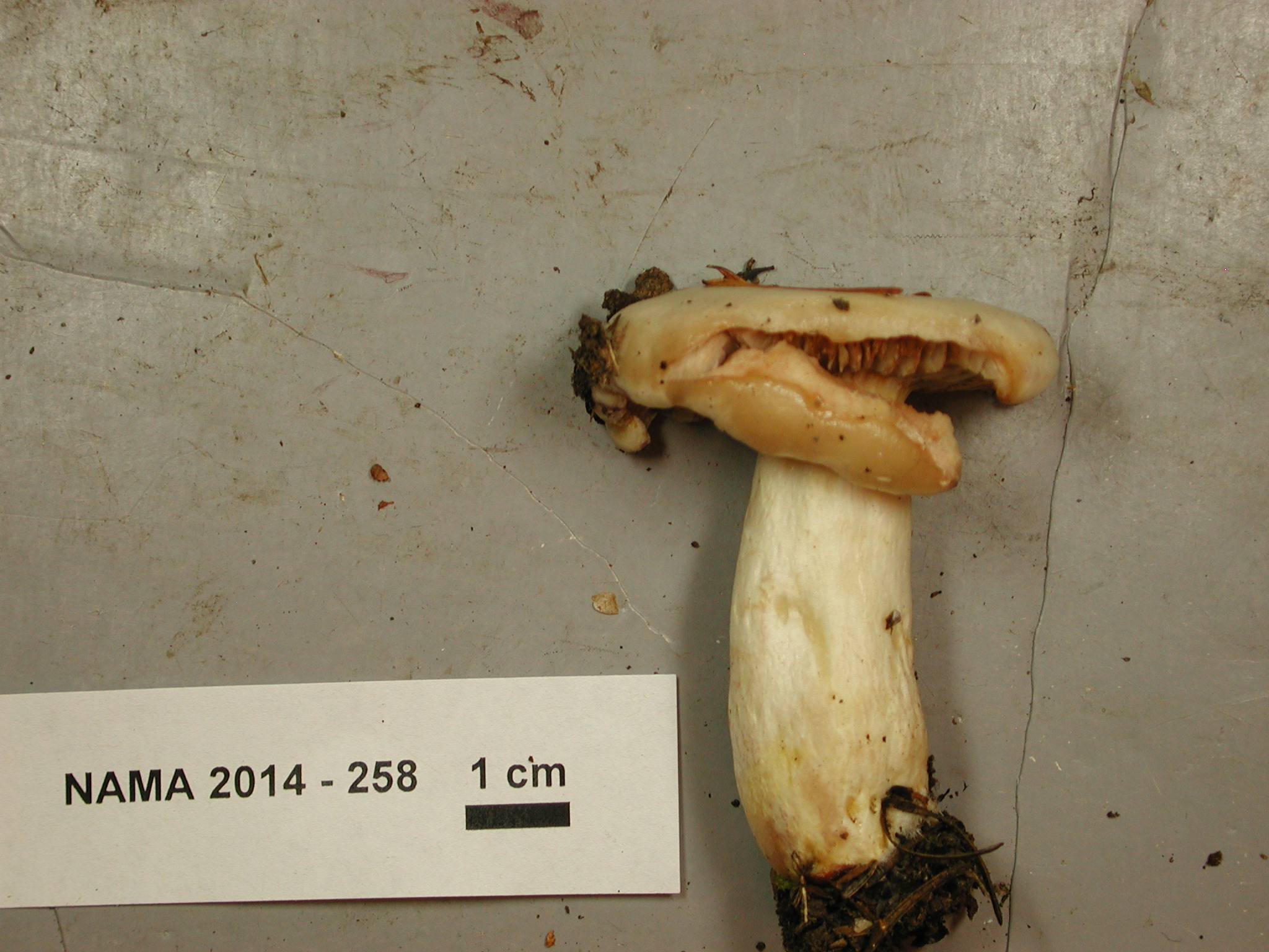 Lactarius pallescens thumbnail