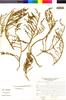 Sarcocornia fruticosa image