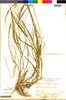 Setaria parviflora image