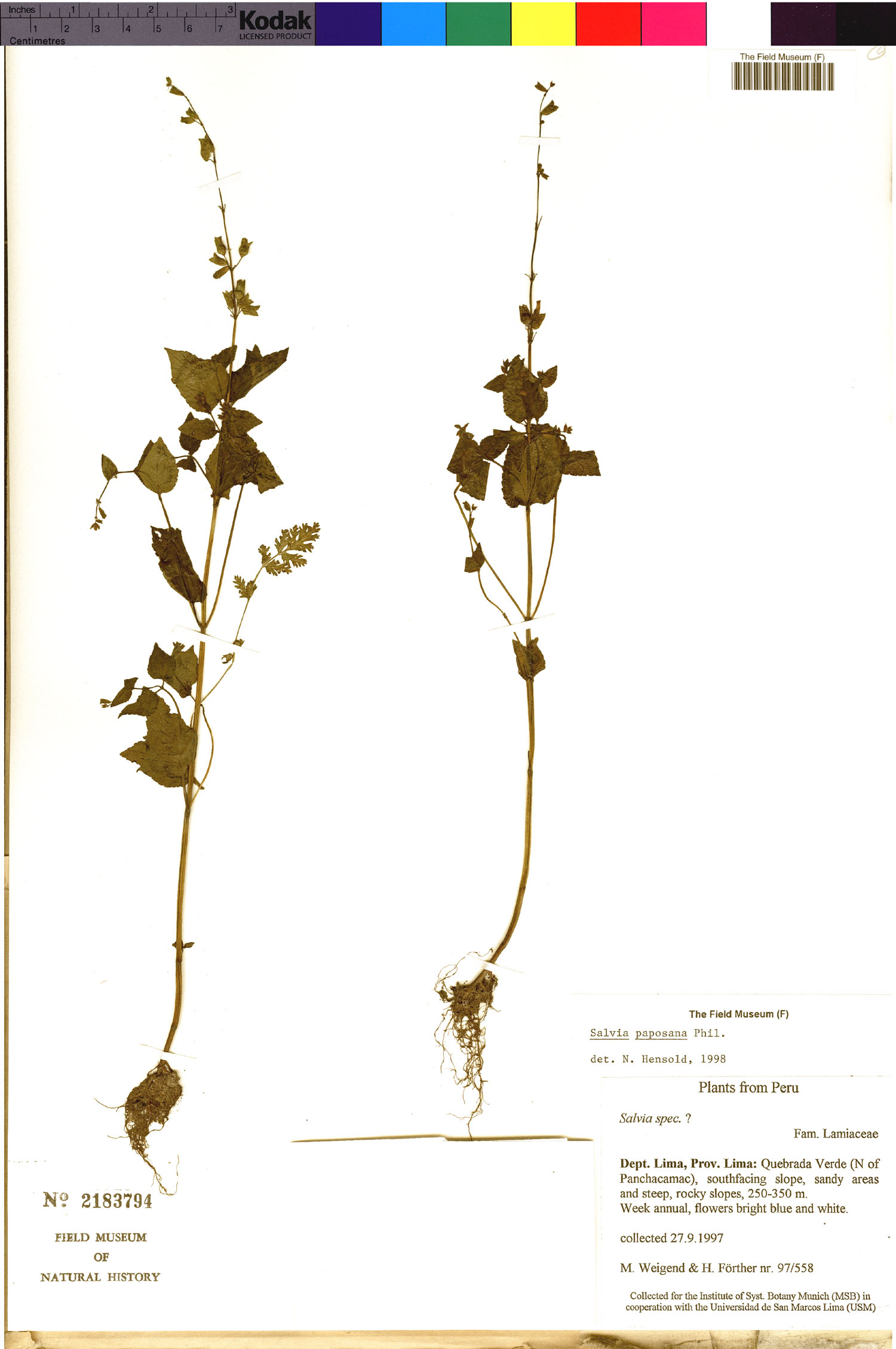 Salvia paposana image
