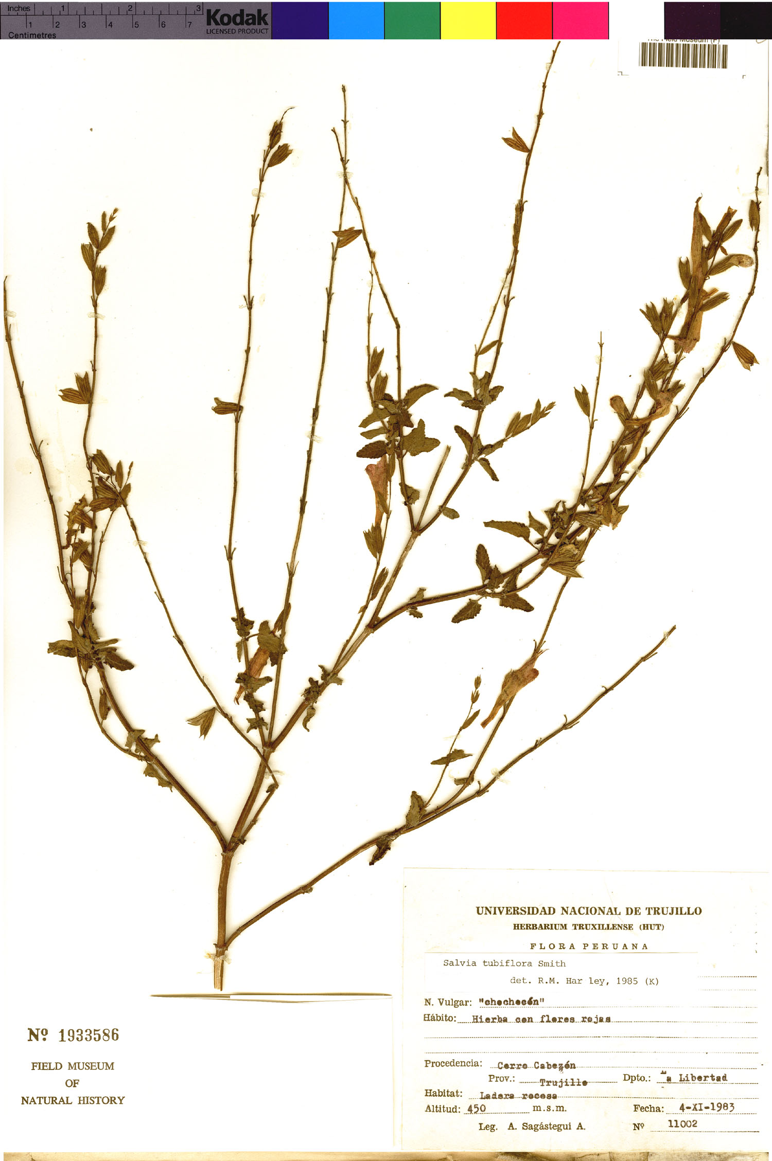 Salvia tubiflora image