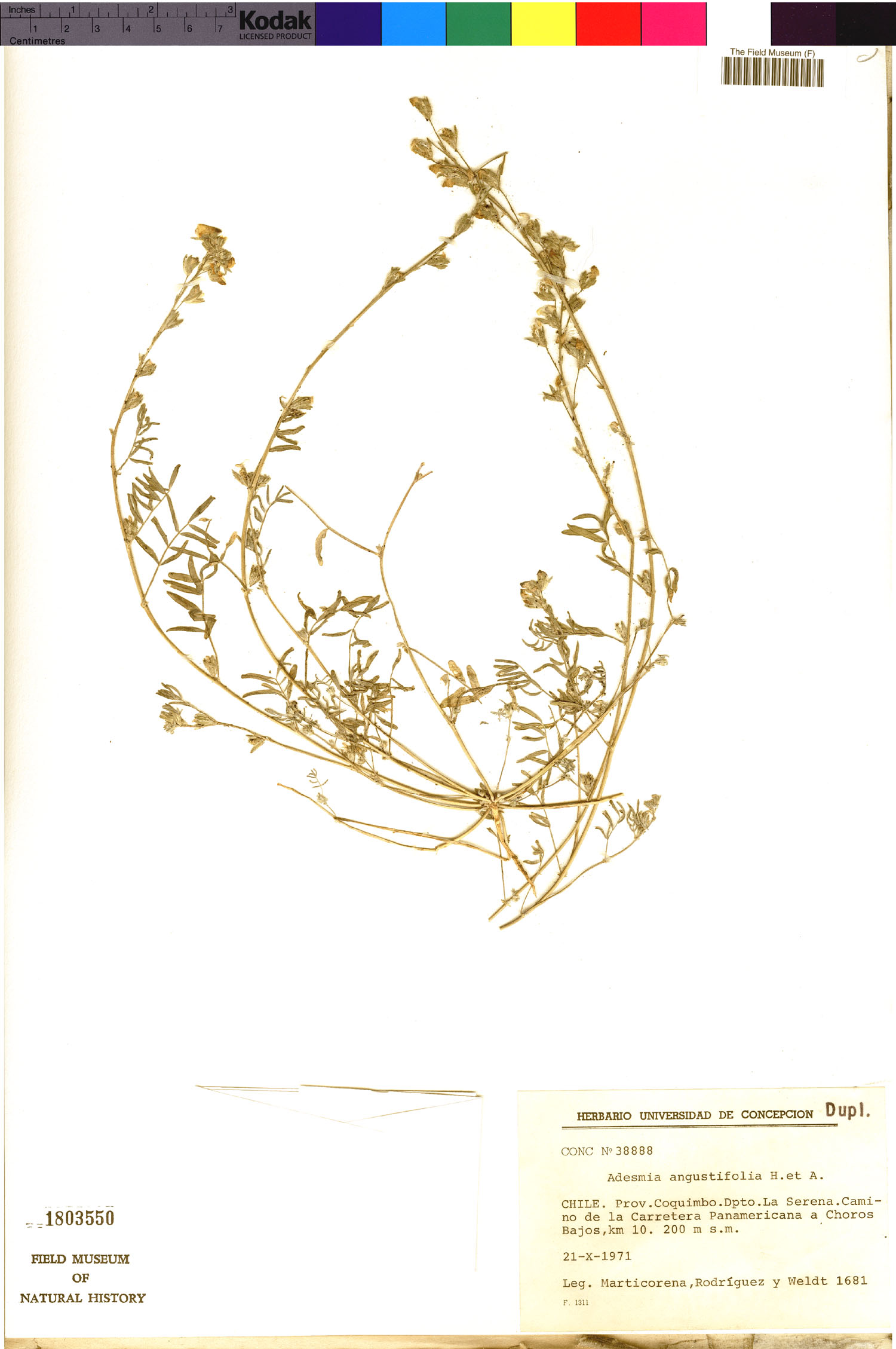Adesmia angustifolia image