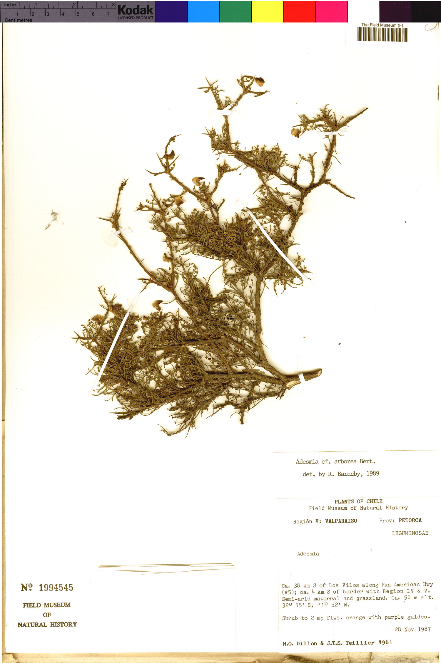 Adesmia arborea image