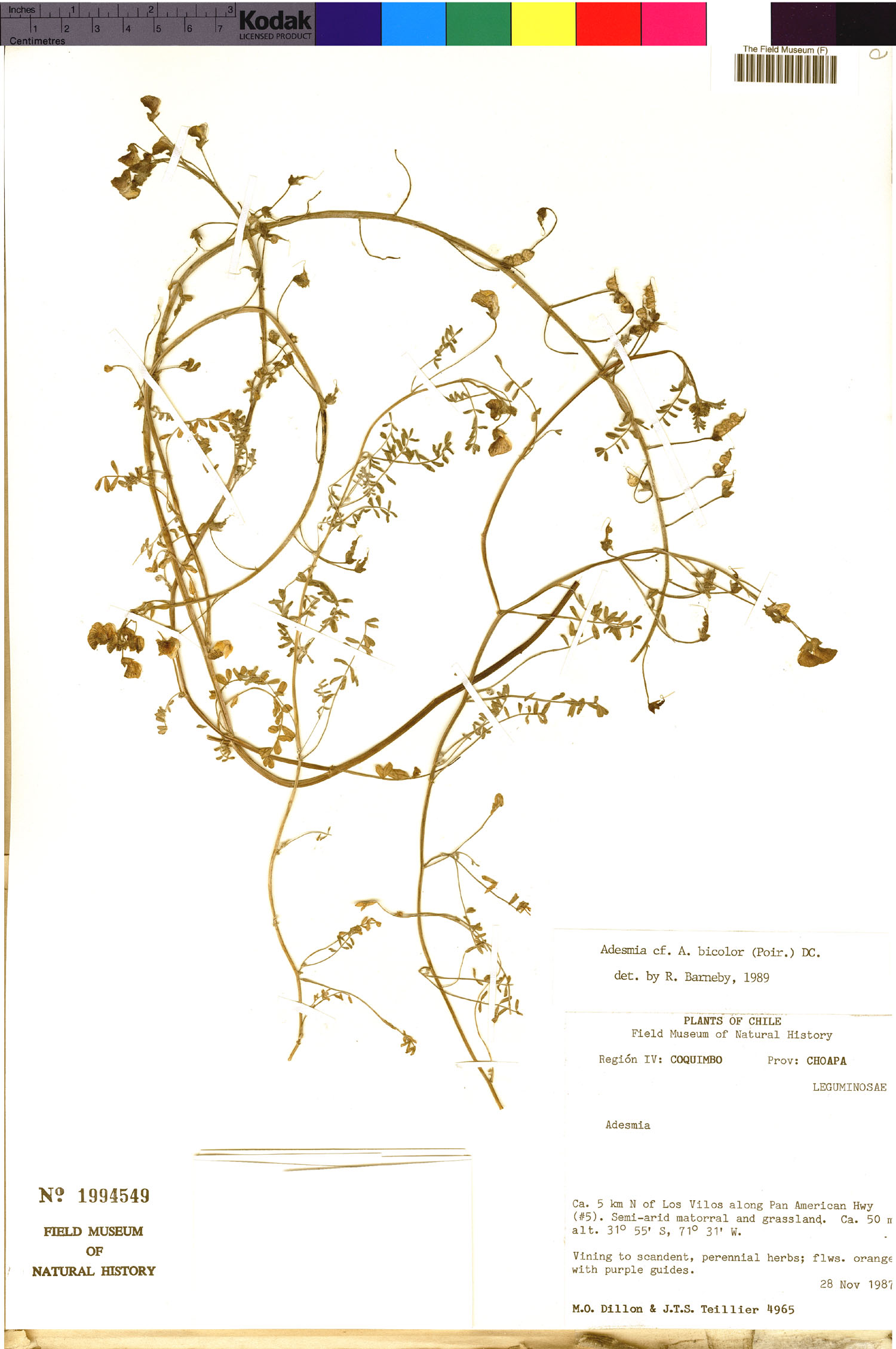 Adesmia bicolor image