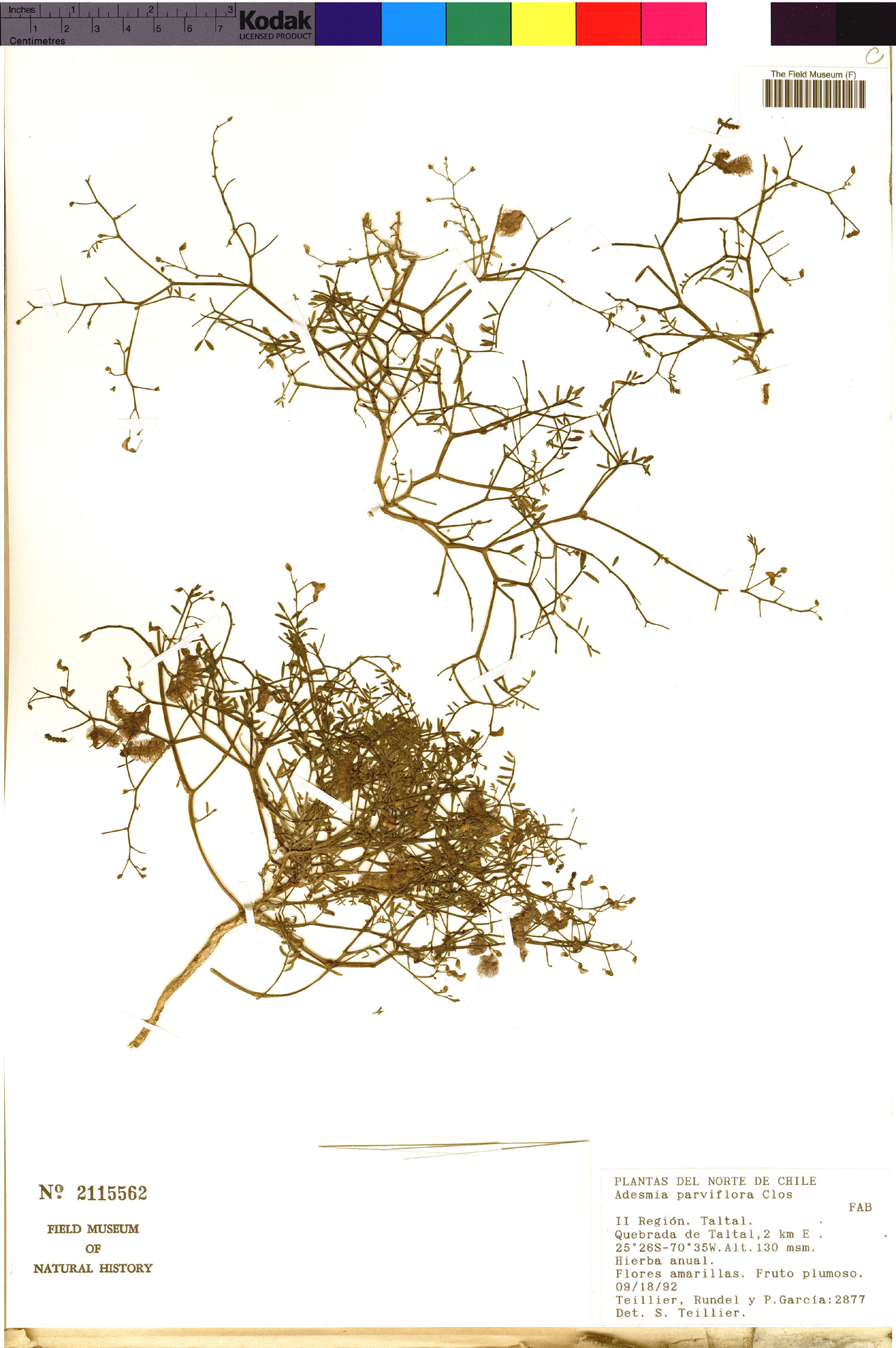 Adesmia parviflora image