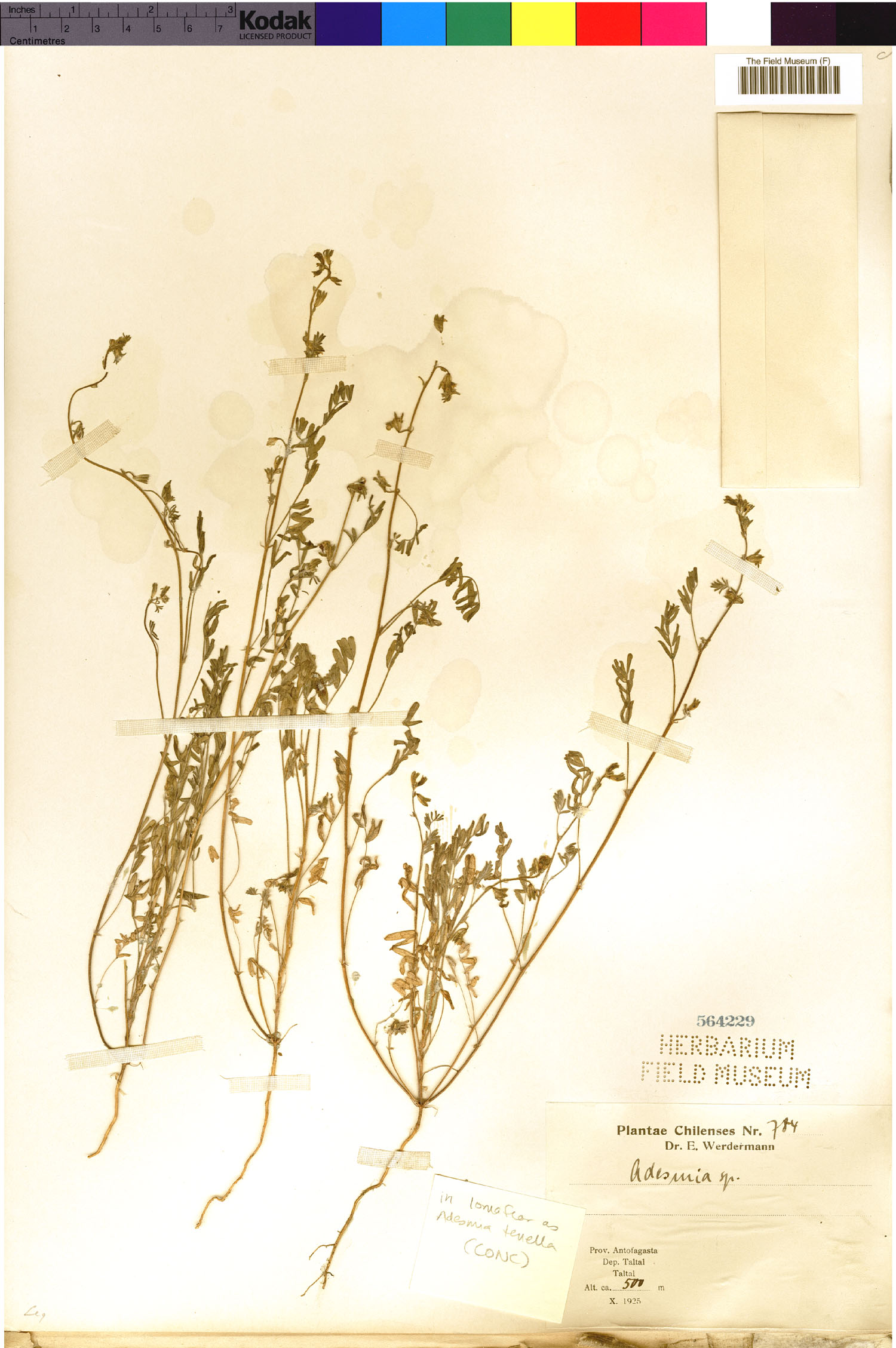Adesmia tenella image