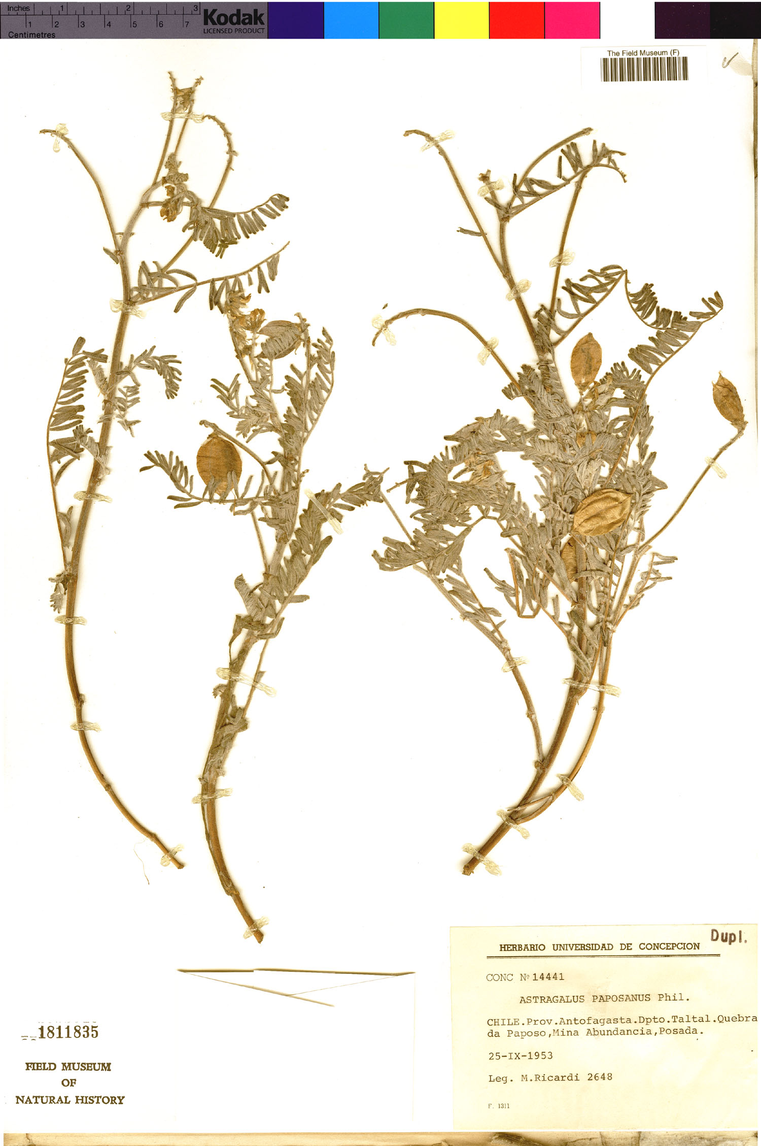 Astragalus paposanus image