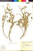 Astragalus paposanus image